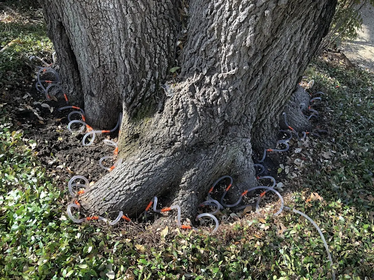 Detailed Tree Cabling and Bracing job site in Humbird